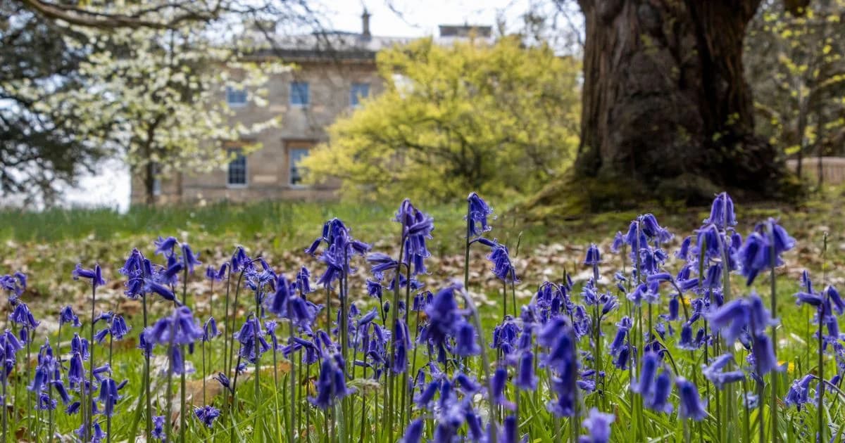 9 Bluebell Walks Near Wycombe