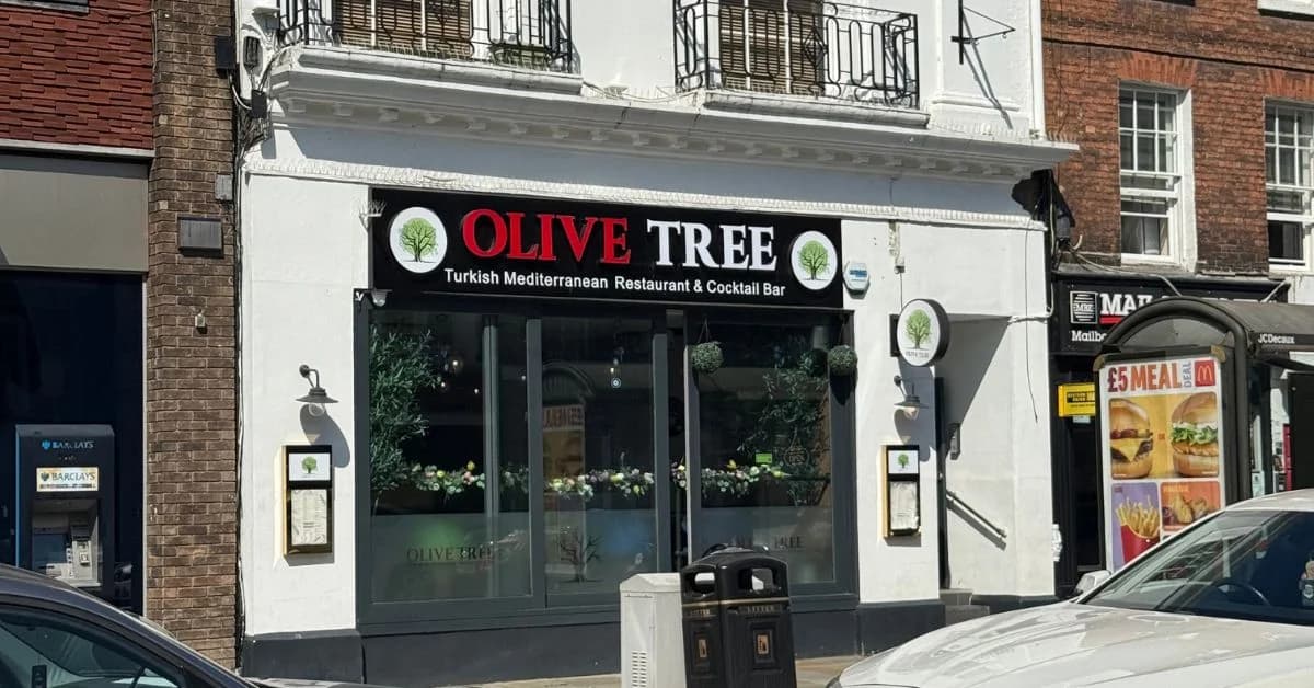 Olive Tree