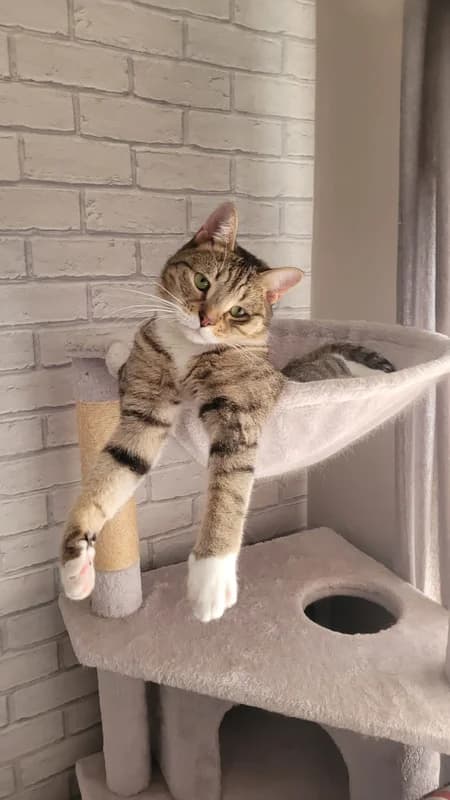 HouseSit Match - Image 2