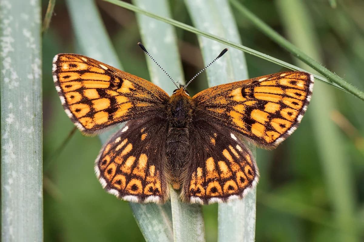 Chiltern Rangers - Image 5