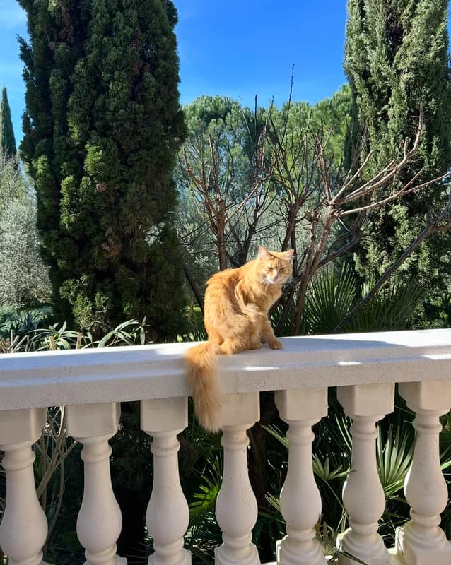 HouseSit Match - Image 5