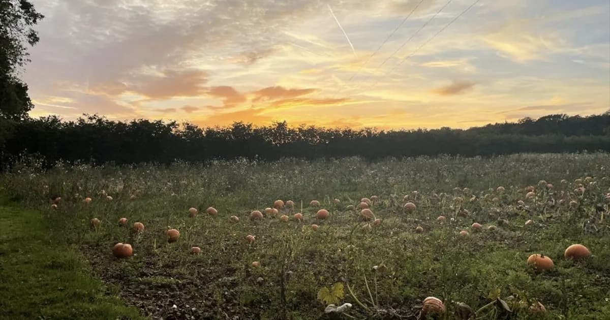 Pumpkin Picking Season Has Arrived π